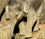 Pokochaj Słonie - słoniątko
