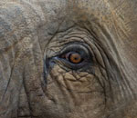 Pokochaj Słonie - spojrzenie