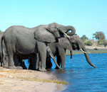 Pokochaj Słonie - stado