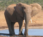 Pokochaj Słonie - nad wodą w Afryce