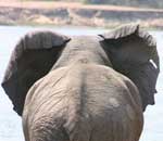 Pokochaj Słonie - tyłem