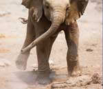 Pokochaj Słonie - marzec