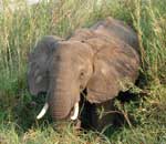 Pokochaj Słonie - schowany