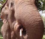 Pokochaj Słonie - z bliska je