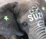 Pokochaj Słonie - Suzi