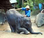 Pokochaj Słonie - tresowany