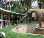Pokochaj Słonie - zoo