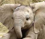Pokochaj Słonie - szukający