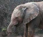 Pokochaj Słonie - sierota