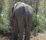 Pokochaj Słonie - sierotka