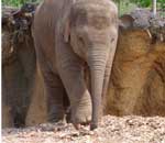 Pokochaj Słonie - sierota