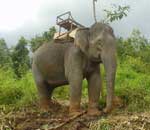 Pokochaj Słonie - zaprzeżony