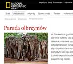 Pokochaj Słonie - Parada olbrzymów